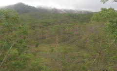Eucalyptus alba