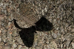 Hamadryas februa ferox