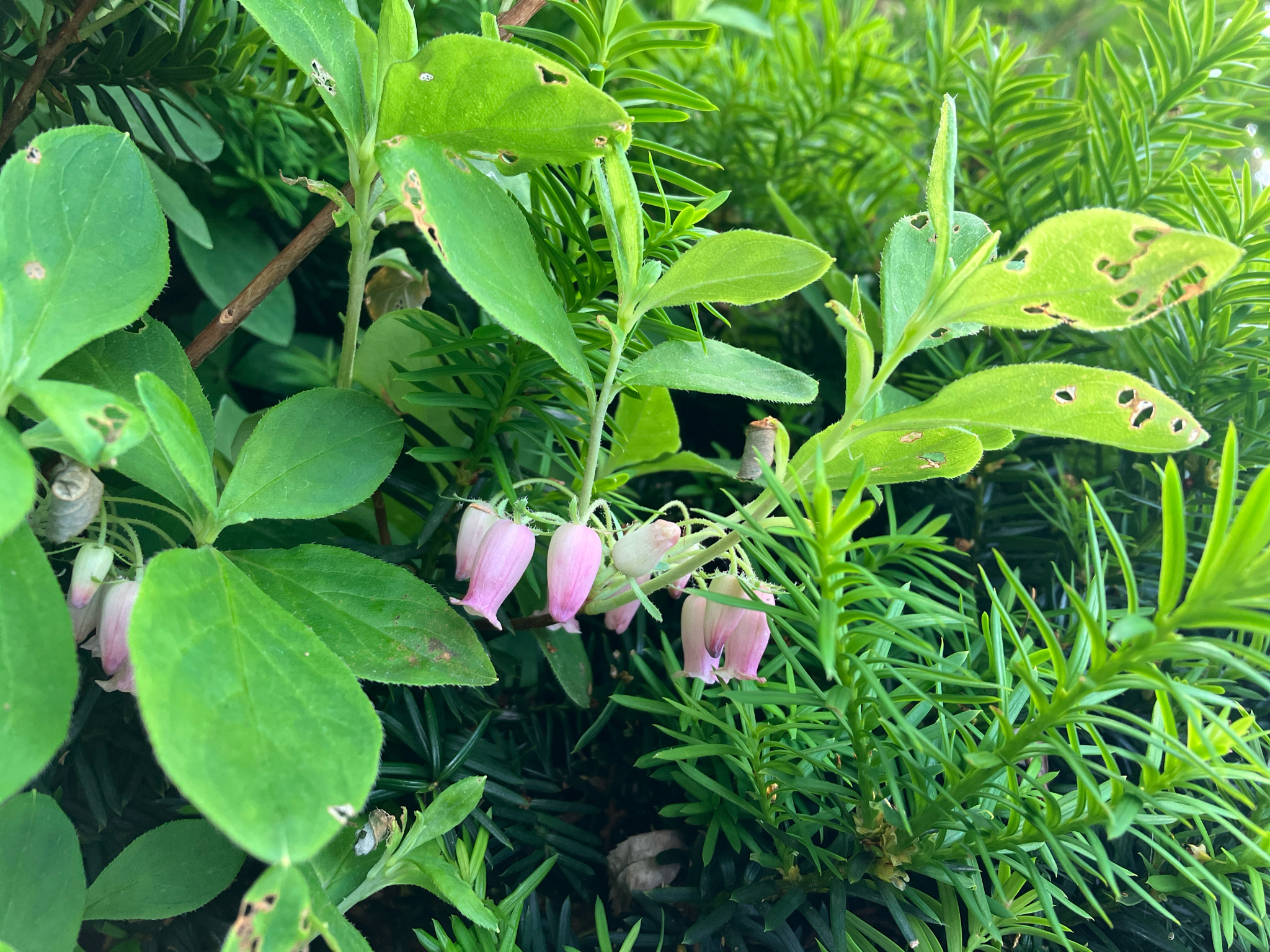 Rododendro