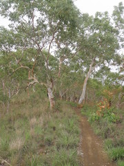 Eucalyptus alba