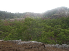 Eucalyptus urophylla