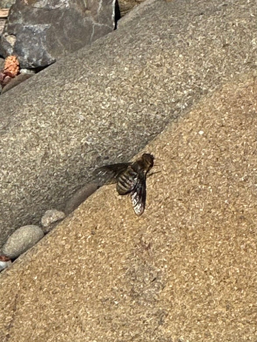 iNaturalist observation photo of Anthracinae