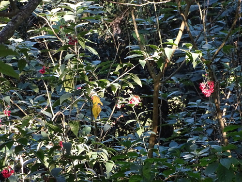 Cestrum fasciculatum, photograph 2
