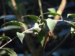 Cestrum fasciculatum, photograph (c) Shaun Swanepoel, some rights reserved (CC BY)