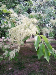 Fraxinus ornus