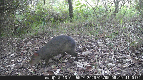Azara's Agouti