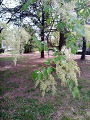 Fraxinus ornus