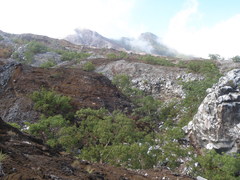 Eucalyptus urophylla