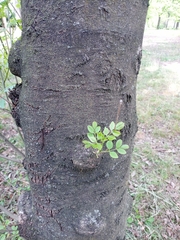Fraxinus ornus