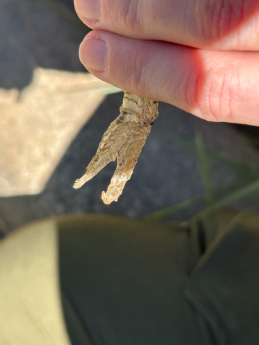 iNaturalist observation photo of Snakes
