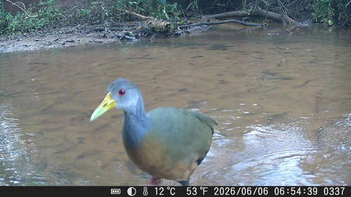 Gray-cowled Wood-Rail