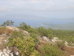 Eucalyptus urophylla