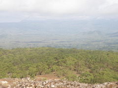 Eucalyptus urophylla