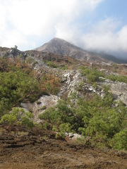 Eucalyptus urophylla