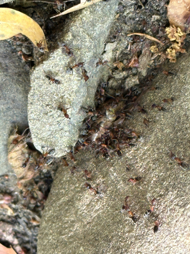 iNaturalist observation photo of Western Velvety Tree Ant