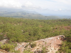 Eucalyptus urophylla
