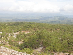Eucalyptus urophylla
