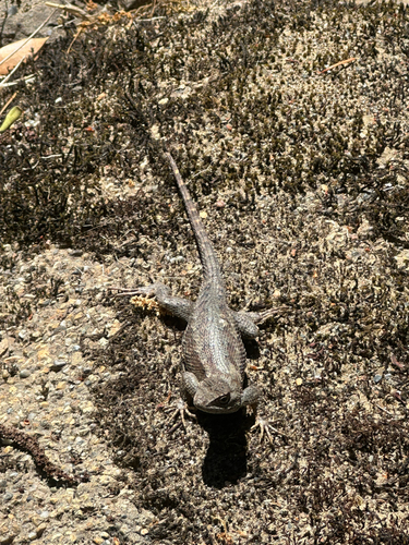 iNaturalist observation photo of Western Fence Lizard