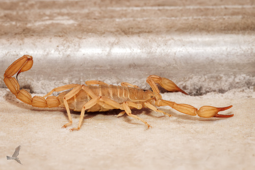 Russell's Scorpion