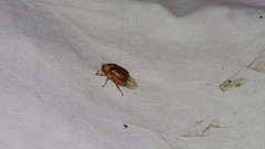 Rhizotrogus aestivus