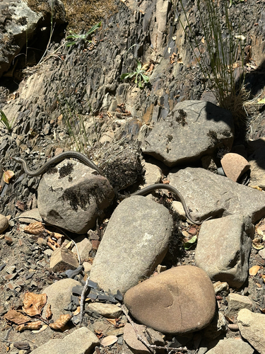 iNaturalist observation photo of Garter Snakes