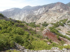 Eucalyptus urophylla