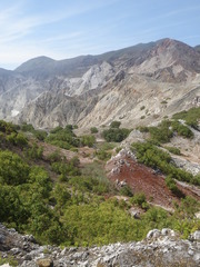 Eucalyptus urophylla