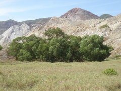 Eucalyptus urophylla