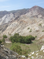 Eucalyptus urophylla