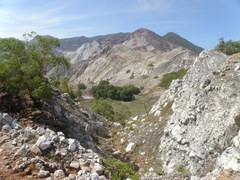 Eucalyptus urophylla