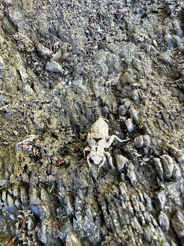 iNaturalist observation photo of Dragonflies