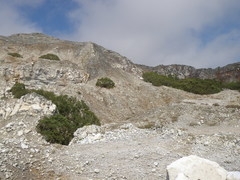 Eucalyptus urophylla