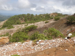 Eucalyptus urophylla
