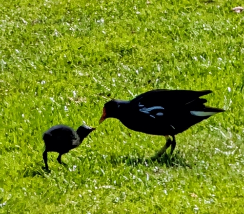 iNaturalist image
