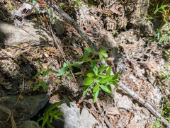 Epilobium minutum, photograph author not stated, no rights reserved