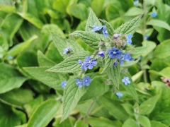 Pentaglottis sempervirens
