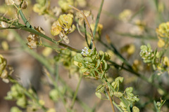 Lepidium fremontii, photograph author not stated, no rights reserved
