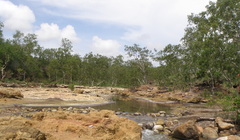 Eucalyptus alba