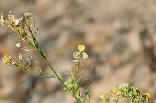 Lepidium fremontii, photograph 6