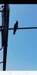 Corvus splendens