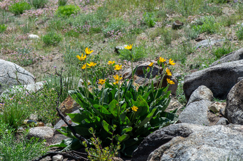 arrowleaf balsamroot