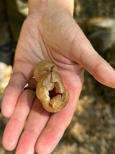 iNaturalist observation photo of Oak Gall Wasps