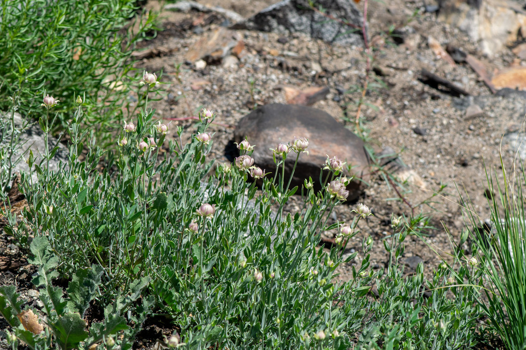 Monardella linoides; photograph author not stated, no rights reserved