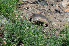 Monardella linoides