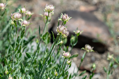 Monardella linoides, photograph 1