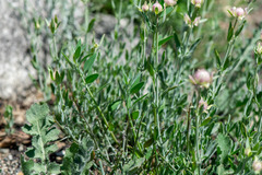 author not stated, no rights reserved Monardella linoides, photograph author not stated, no rights reserved