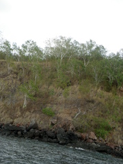 Eucalyptus alba