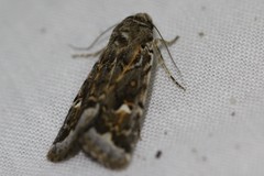 Proteuxoa florescens