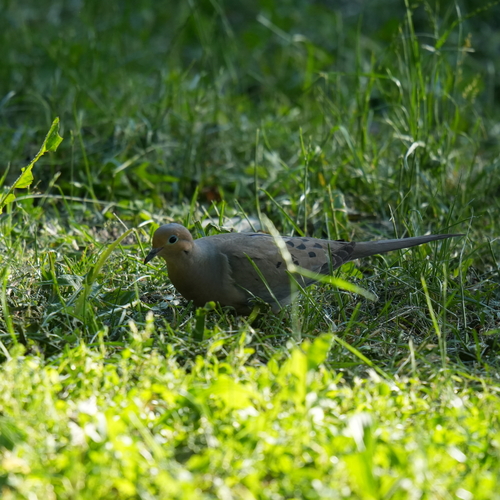 Mourning Dove