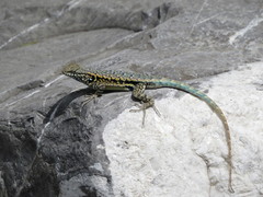 Sceloporus couchii
